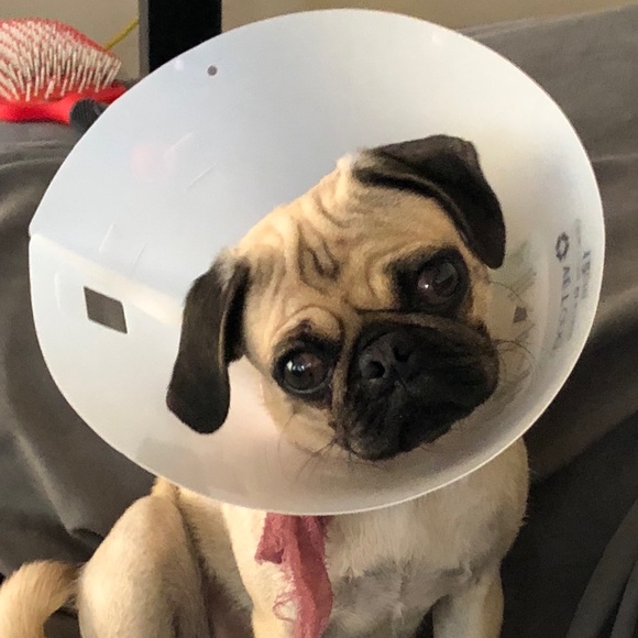 Meet your Posher, Ken and Emmy - Picture 2 of 4